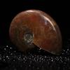 Gemstone Crystal Specimen Fossil Ammolite Facet Natural Iridescent Ammonite Madagascar Stone