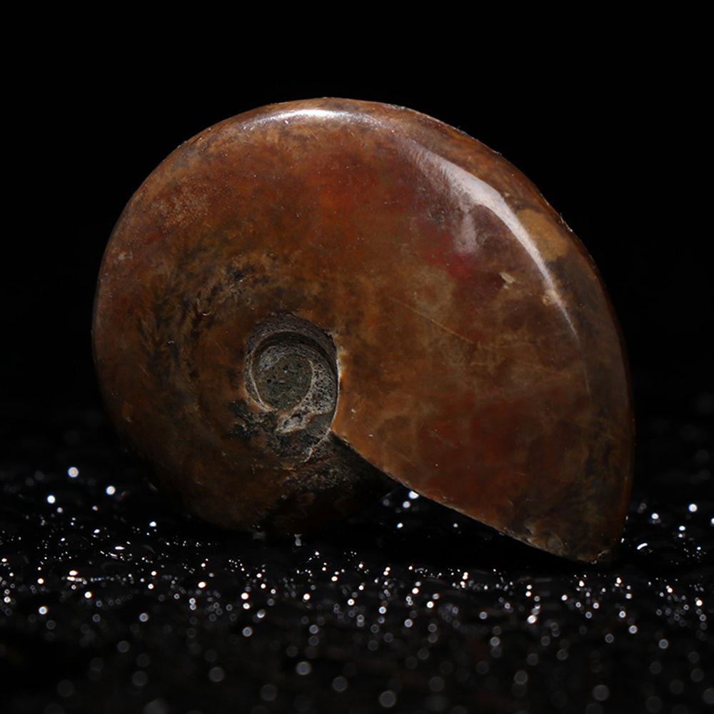 Gemstone Crystal Specimen Fossil Ammolite Facet Natural Iridescent Ammonite Madagascar Stone