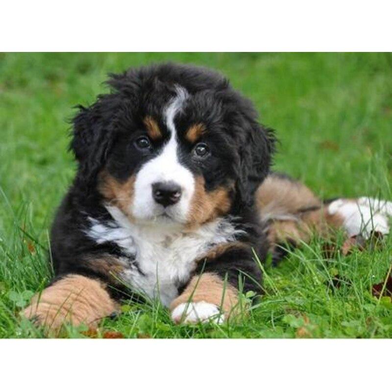 Полный 5D Алмазная картина Живая собака DIY Алмазная вышивка Алмазная мозаика Наборы для вышивки крестом Домашний декор Подарок