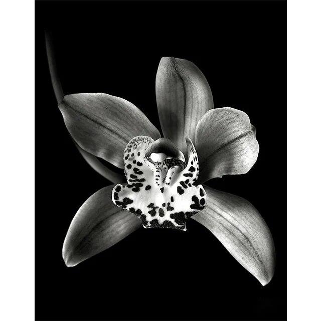 Черно-белые цветы подсолнуха, лилии, принты, постер, холст, живопись, современные настенные художественные картины для гостиной, спальни, домашний декор, без рамки