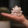 Cute Nine-Tailed Fox Miniatures Statue Bedroom Desktop Figurines Ornaments Bionic Art Aesthetic Home Decor