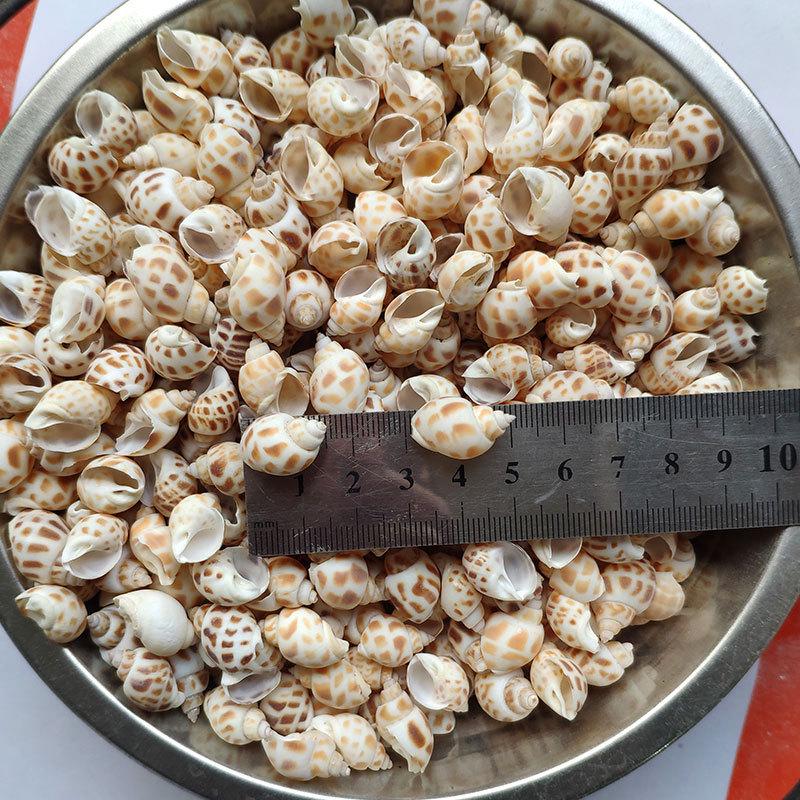 Natural Seashells: Hermit Crab & Fish Tank Ornaments