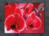 SZKLANA DESKA DO KROJENIA 52x40 ORCHIDEA