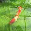 Mute Koi Fish Hatching Grass 60/100cm Fish Filter Media Brush  For Fish Pond