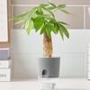 Decoration Auto Irrigate Garden Supplies Hydroponic Flower Pots Plant Pot Home Decor Planters