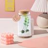 Moss Balls Glass Terrarium Kit Tabletop Cylindrical Glass Aquarium Decor with 2 Small Moss Balls And Artificial Plant for Home Office Desk Decor