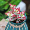 Statue of Liberty Multi-headed Succulent: Cute, Easy-care Green Plant for Office, Potted Decor, Radiation Protection