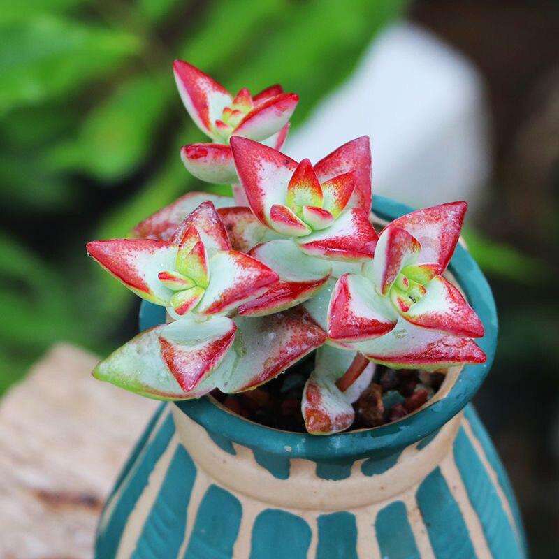 Statue of Liberty Multi-headed Succulent: Cute, Easy-care Green Plant for Office, Potted Decor, Radiation Protection