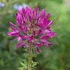250 Cleome Rose Seeds - Flowers Plants - Reproducible Peasant Seeds - Semiwild