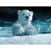 Full Round Drill Diamond Embroidery A Polar Bear 5D DIY Diamond Painting Cross Stitch Rhinestone