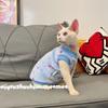 Канадский сфинкс лысый кошачий жилет Devin Abi Pet Cat осень и зима теплый бархатный жилет