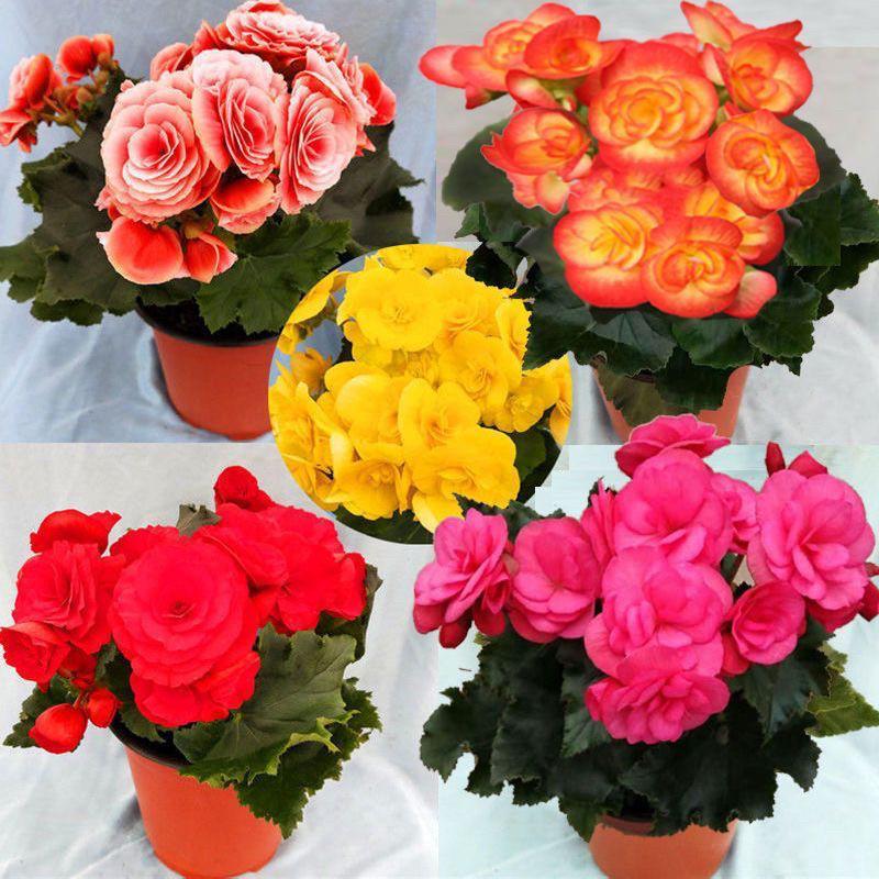 Begonia 'Rigo': Double-petaled rose begonia with buds, blooms all seasons, easy-care, ideal for indoor balconies.