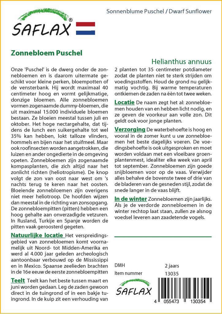 SAFLAX Подсолнечник карликовый - 40 семян - Helianthus annuus