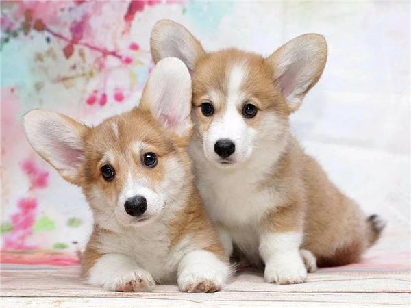 DIY 5d алмазная живопись кошка полная квадратная/круглая дрель Алмазная вышивка крестиком животное мозаика картина домашний декор