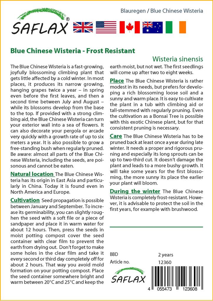 SAFLAX Глициния китайская голубая - 4 семени - Wisteria sinensis