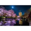 1000 Piece Jigsaw Puzzle KAGAYA Blooming In the Moonlit Night (Kyoto) [Glowing Puzzle] (50x75cm)