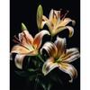 5d DIY Diamond Painting Cross Stitch Lily Flowers Diamond Embroidery Mosaic Full Round Drill Home Decor Arts