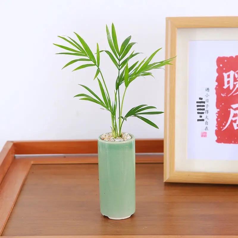 Miniature Cauliflower Pot with Hydroponic Plants: Areca Palm, Hawaiian Bamboo, Feather Bamboo