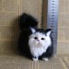 Mini Gift Ornament Toy Plush Cat Model Kitten Doll