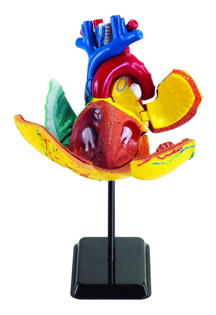 Doyusha Human Anatomy Model Series Heart 14cm Complete Model
