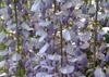 SAFLAX Глициния китайская голубая - 4 семени - Wisteria sinensis