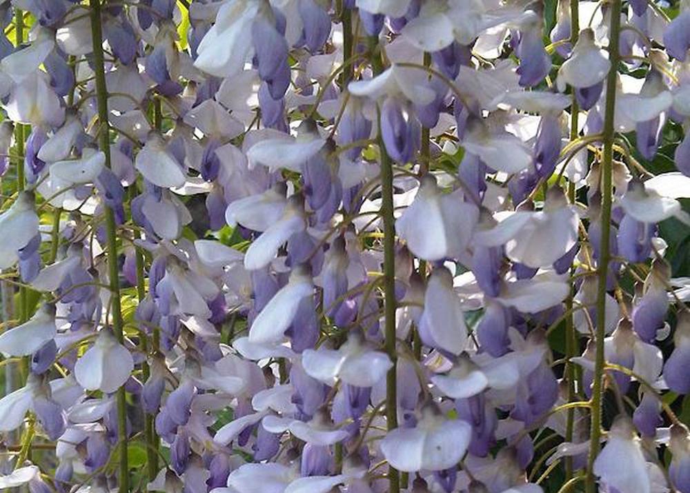 SAFLAX Глициния китайская голубая - 4 семени - Wisteria sinensis