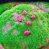5pcs Handmade Resin Ladybug DIY Ladybug Miniatures Cartoon   Memorial Gift
