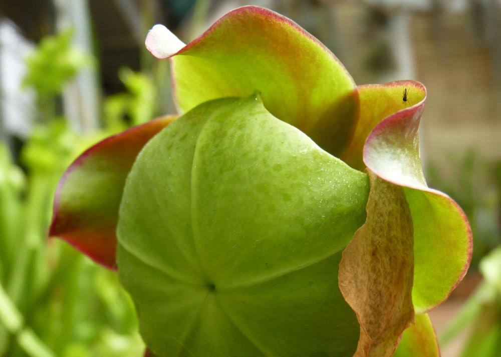SAFLAX Pitcher Plant Mix - 10 семян - С горшечным субстратом для лучшего выращивания - Sarracenia Mix