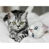 DIY Diamond Painting Kitten Cross Stitch Kit Mosaic Art Diamond Painting Full Circle/Square Diamond Home Decoration