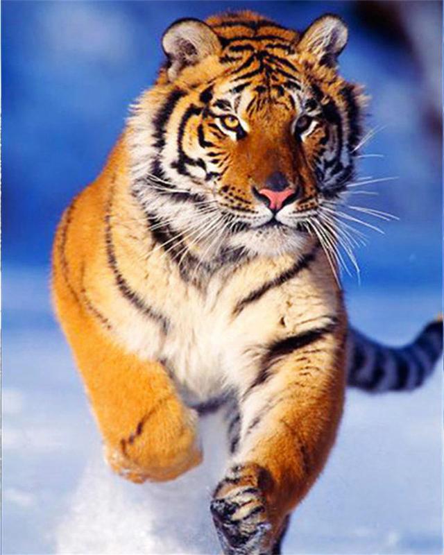 Набор для алмазной живописи животное 5D DIY Алмазная вышивка Белый тигр картинки из стразов мозаика распродажа набор для рукоделия