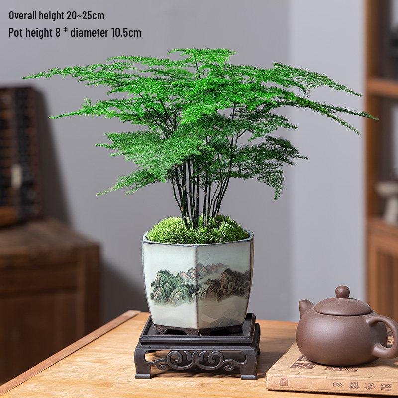 Asparagus Fern Indoor Bonsai – Easy-Care Evergreen for Home or Office Decor