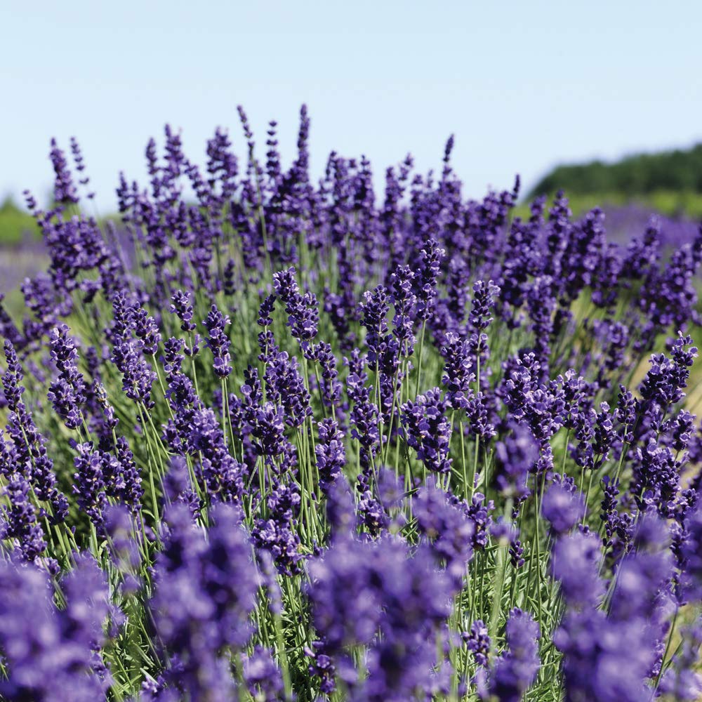 YARD REMEDIES Английская лаванда Гель для душа Мыло для тела 200 мл NEAL'S & (Гель для тела)