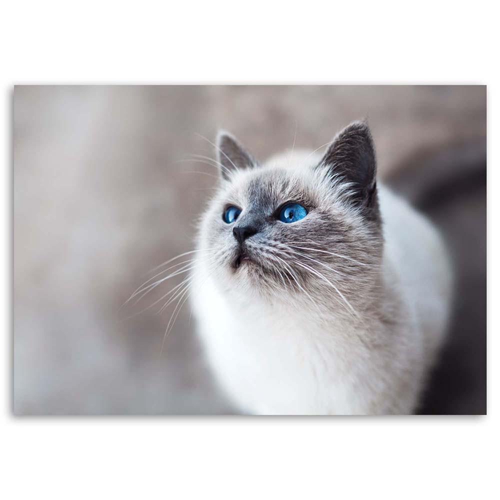 Canvas Print Cat Animals Nature