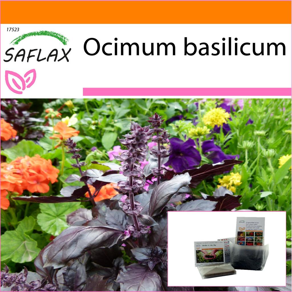 SAFLAX Garden in the Bag - Базилик красный - 200 семян - С субстратом в подходящем пакете - Ocimum basilicum