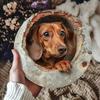 Винтажный Круглый Металлический Настенный Знак Искусства Прочный Устойчивый к УФ Декор Кафе Дома Иллюстрация Таксы