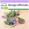 Organic - Borage - 40 Seeds - Borago Officinalis