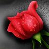 Full Diamond Painting Red Rose Painting Flowers DIY 5D Diamond Embroidery