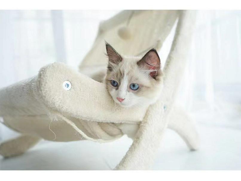 All-in-One Cat Bed: Climbing Frame, Nest, and Scratching Board Sofa - Sisal, No Dandruff, Summer-Ready