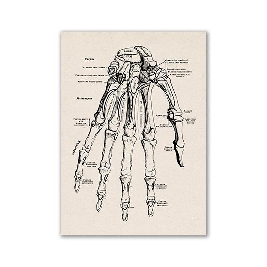 Vintage Human Anatomy Artwork Medical Wall Picture Muscle Skeleton Poster Canvas Art Print Education Hospital Pharmacy Paintings