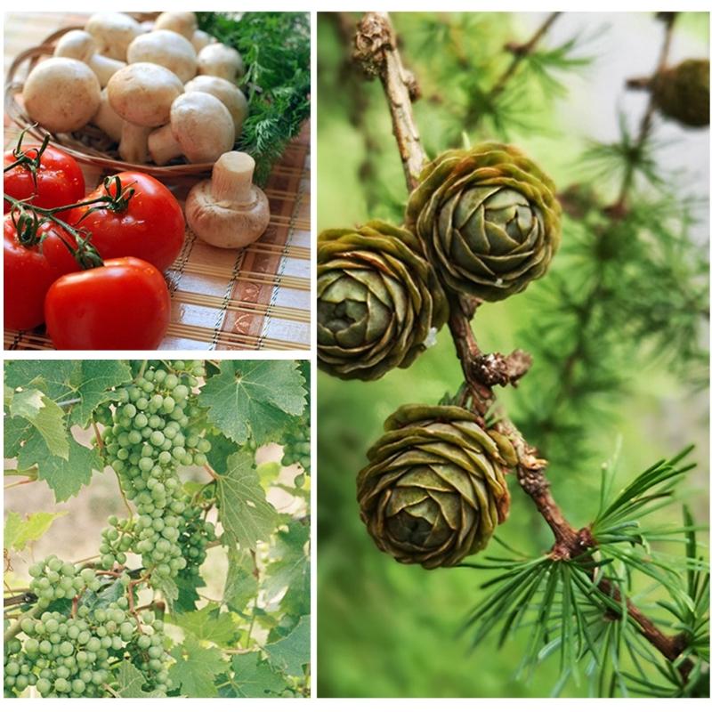 Овощная обрезка Обрезка фруктов Садовые ножницы Легкие Цветочные ножницы Для легкой работы Детальный уход за растениями