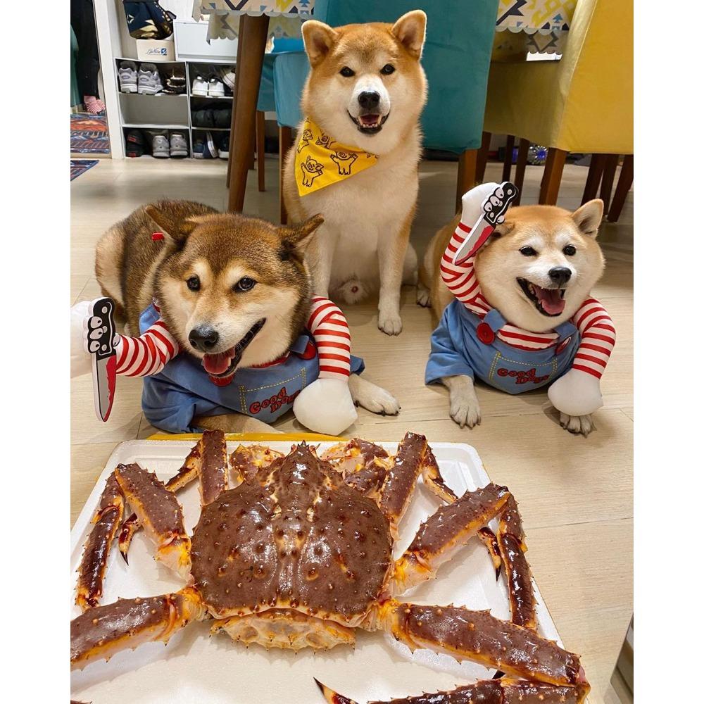 Хэллоуин интернет-знаменитость кукла-нож маленькая средняя собака собака смешная трансформация кошка домашнее животное одежда принадлежности