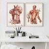 Human Body Muscle Structure Wall Art Canvas Painting Retro Anatomy Medical Print Posters Education Picture Study Room Decoration