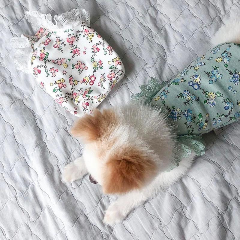 Одежда для домашних собак Жилет Весна и Осень Тонкий Кот Померанский шпиц Маленький щенок Тедди