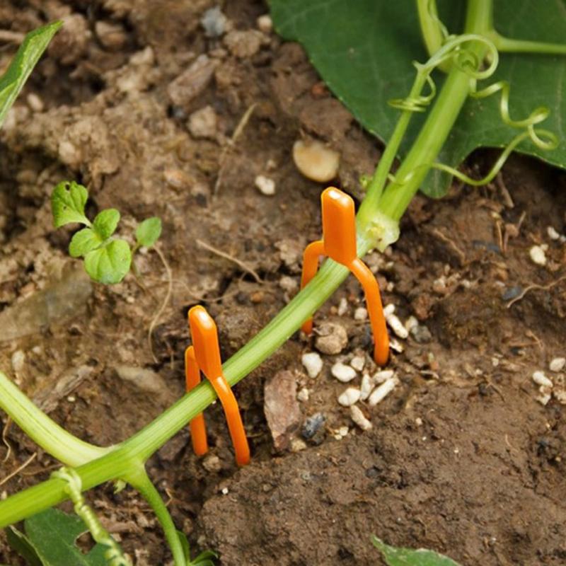 50 шт. Зажимы для растений Фиксатор для столонов Зажим для сельского хозяйства Вилки для клубники