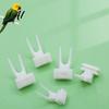 Bird Feeding Tool Food Fork Feeder for Cage Parrots Cage Holder Fruit Health Accessories Fork Vegetable Forks Cockatoos Treats Snack