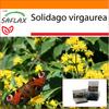 Garden in the Bag - Золотарник - 100 семян - С субстратом в подходящем пакете-стойке - Solidago virgaurea