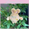 Cozy And Cuddly Rabbit Plush Toy Keychain With Soft Texture And Options Colorful