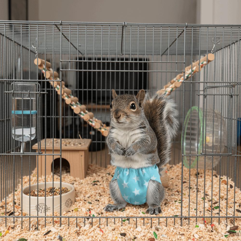 Absorbent Squirrel Diapers Adjustable Small Pet Diapers Potty Training Underwear Rat