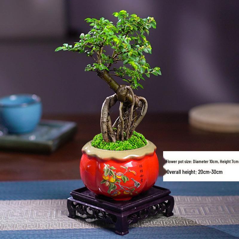 Small-Leaf Elm Bonsai with Driftwood Styling - Indoor Evergreen Plant for Living Room, Balcony, or Courtyard