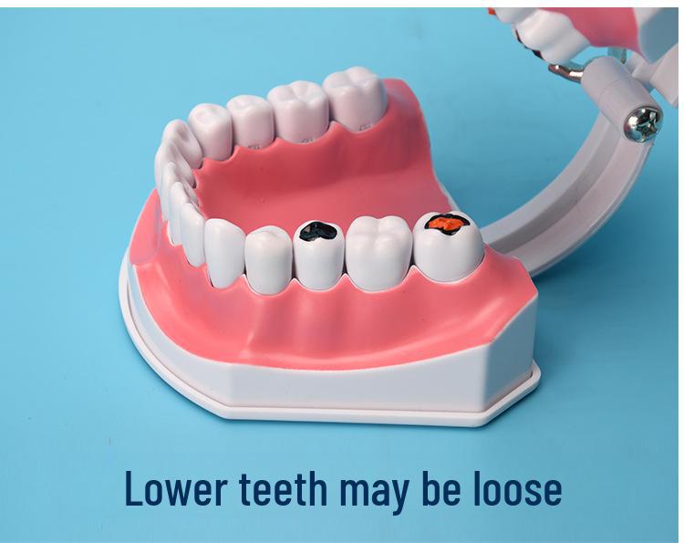 Детская модель зубов для обучения чистке зубов – съемные нижние зубы, размер 2x для обучения в детском саду